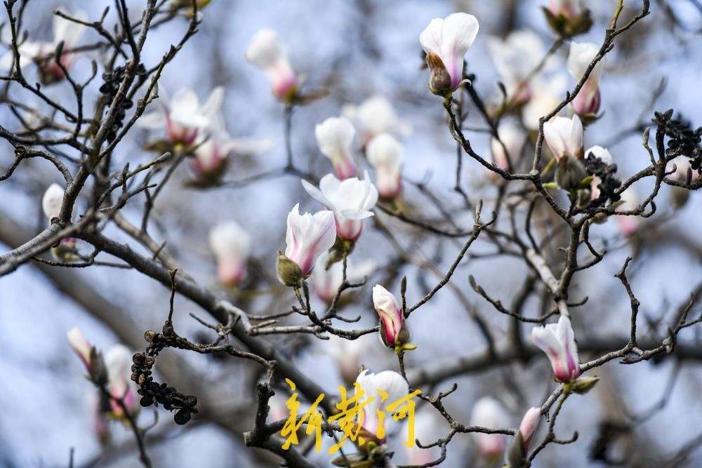 繁花即将上线！济南百花公园玉兰大道3月将迎最佳观赏期
