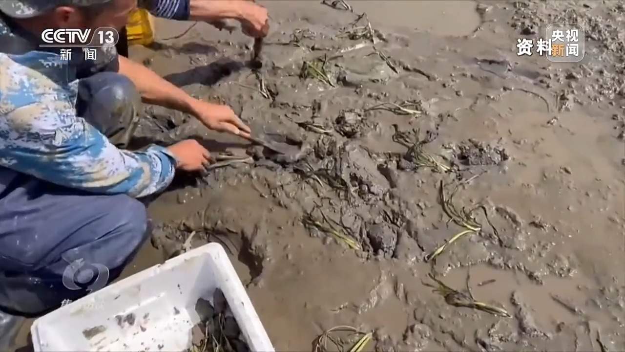 焦点访谈丨保护海洋生态 守好人海和谐的蓝色家园