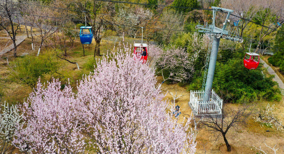 航拍济南千佛山桃园，桃红杏白构成粉白花海