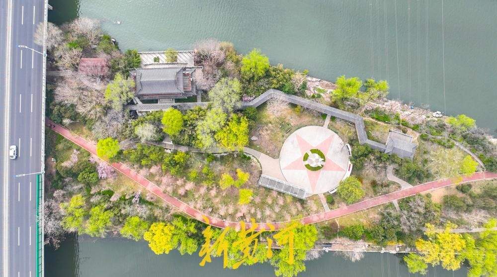 小清河五柳岛杨柳吐绿 济南市区最大河中岛春意盎然