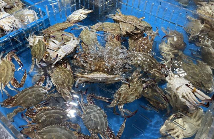 中秋探访济南市场：梭子蟹仍占“C位” 山东本地蟹9月大量上市