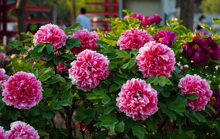 褚晓亮：在菏泽，读懂这封“牡丹来信”