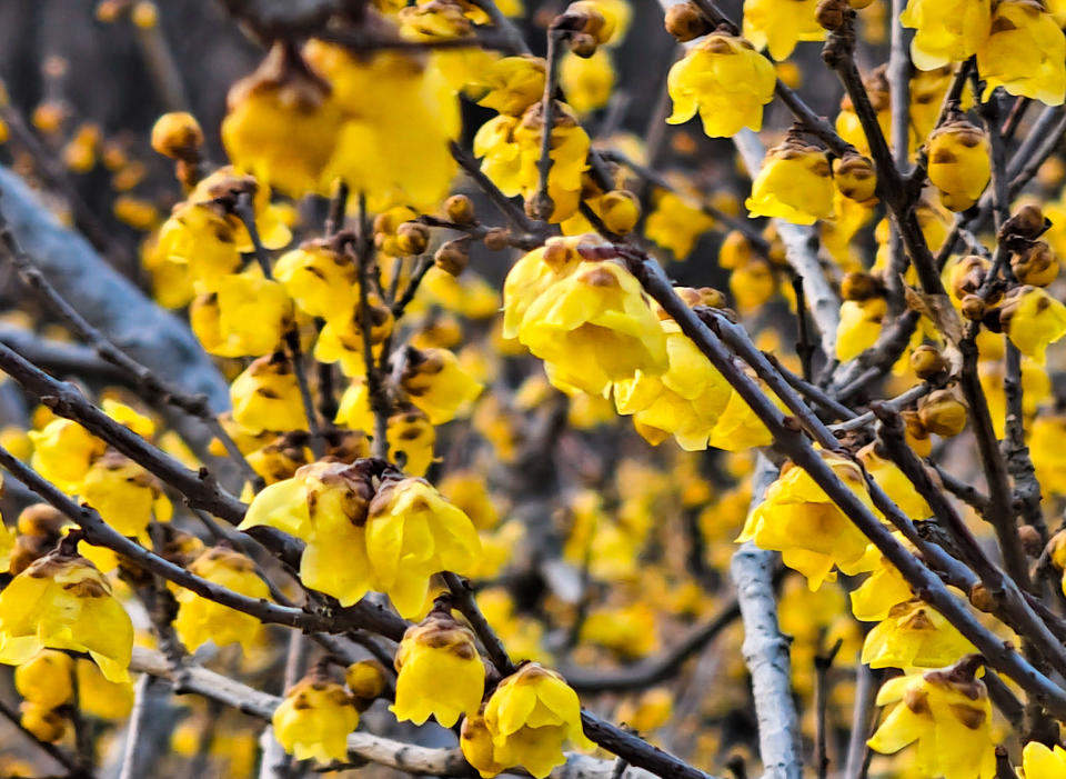 济南千佛山蜡梅园进入最后的赏花期，各品种蜡梅清香扑鼻令人心醉