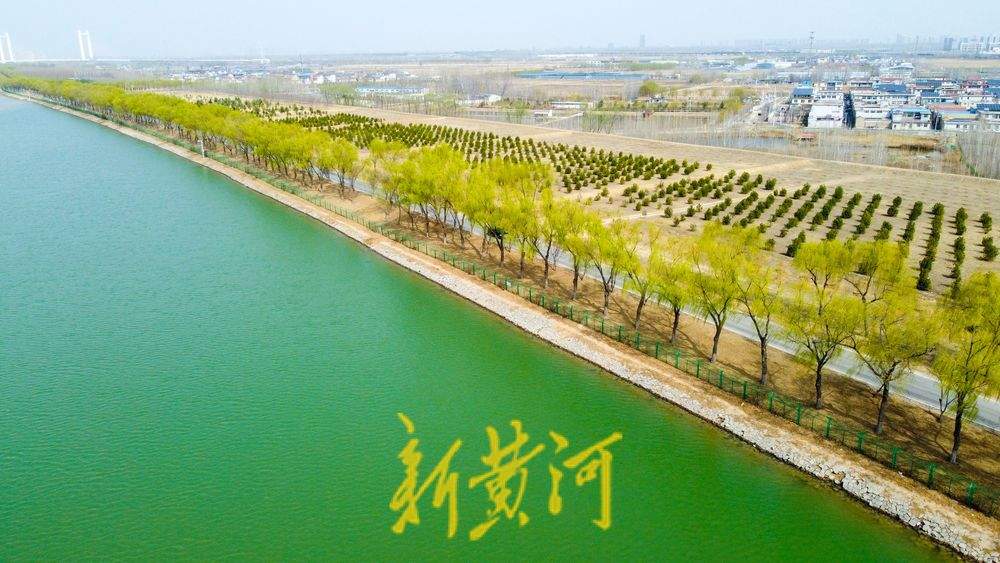 生态廊道春意浓！黄河沉砂池畔一半翠绿一半黄