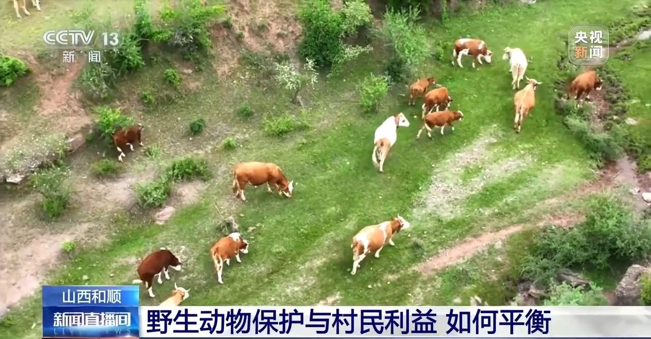 前方有豹出没 野生动物保护与村民利益如何平衡?