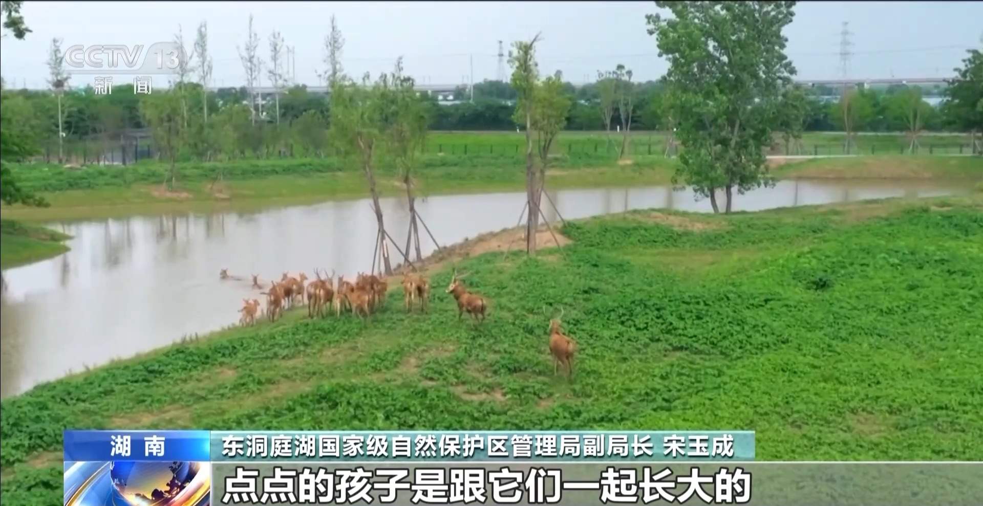 “与人为友”13年 网红麋鹿“点点”已产下8胎幼崽