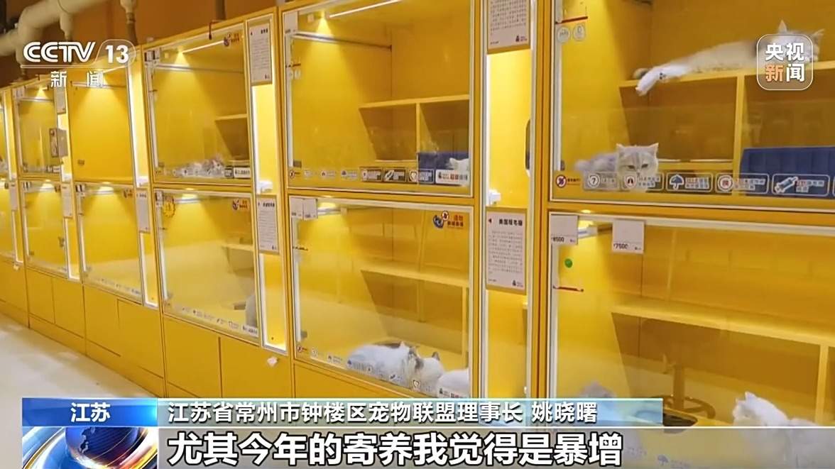 寄养一房难求、上门喂养走红 宠物经济成春节消费亮点