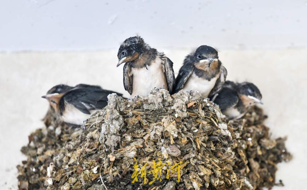 鸟窝快挤不下它们了！城市中的野生鸟宝宝们长大了