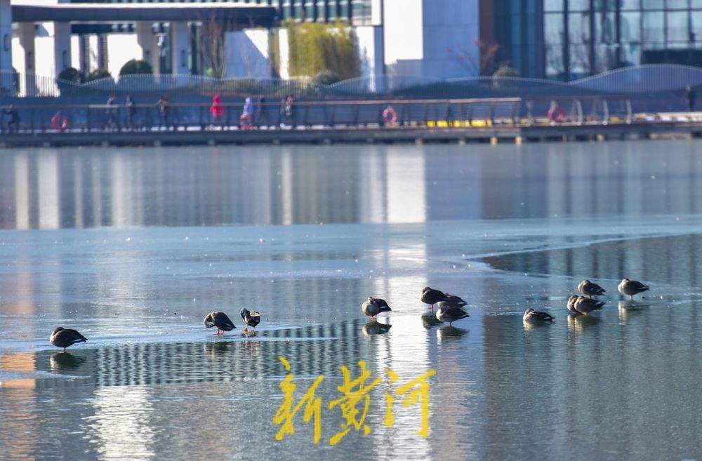 “泉”在济南冬游记｜候鸟栖息云锦湖，勾勒冬日画卷尽显生态之美