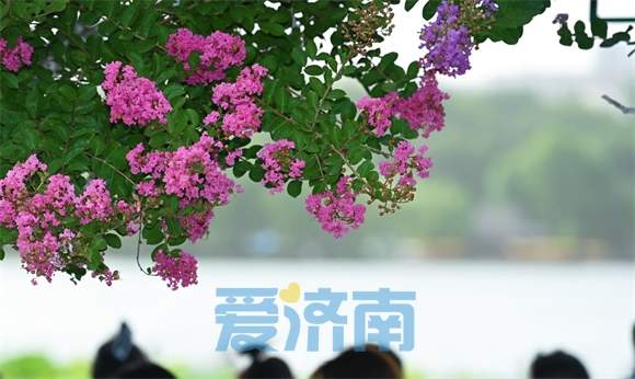 济南大明湖畔“夏紫薇”盛夏迎风开