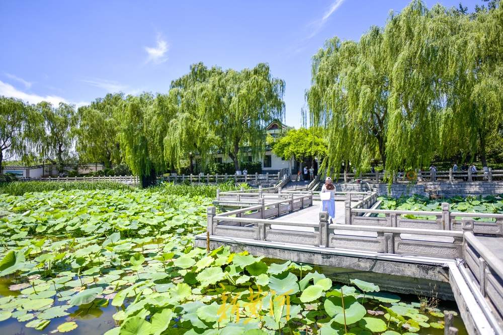 绿云遮暑、荷风送香，大明湖第一波荷花正含苞待放