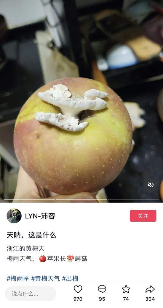 长蘑菇的苹果意外成网红,专家:这菌子能吃!