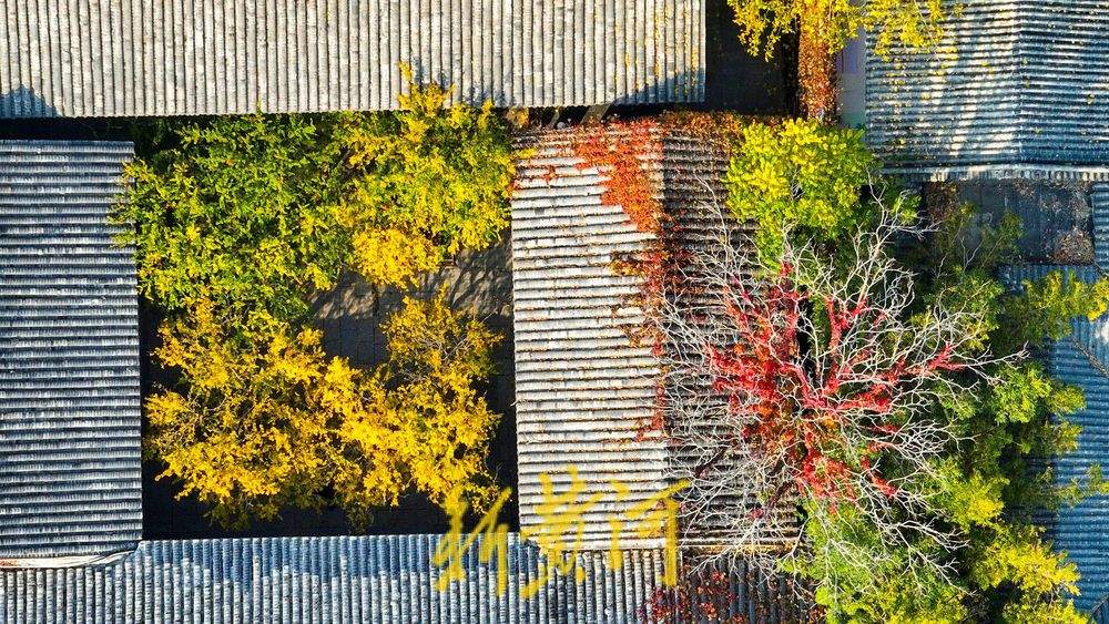 趵突泉公园开启变色模式，层林浸染触摸诗情画意