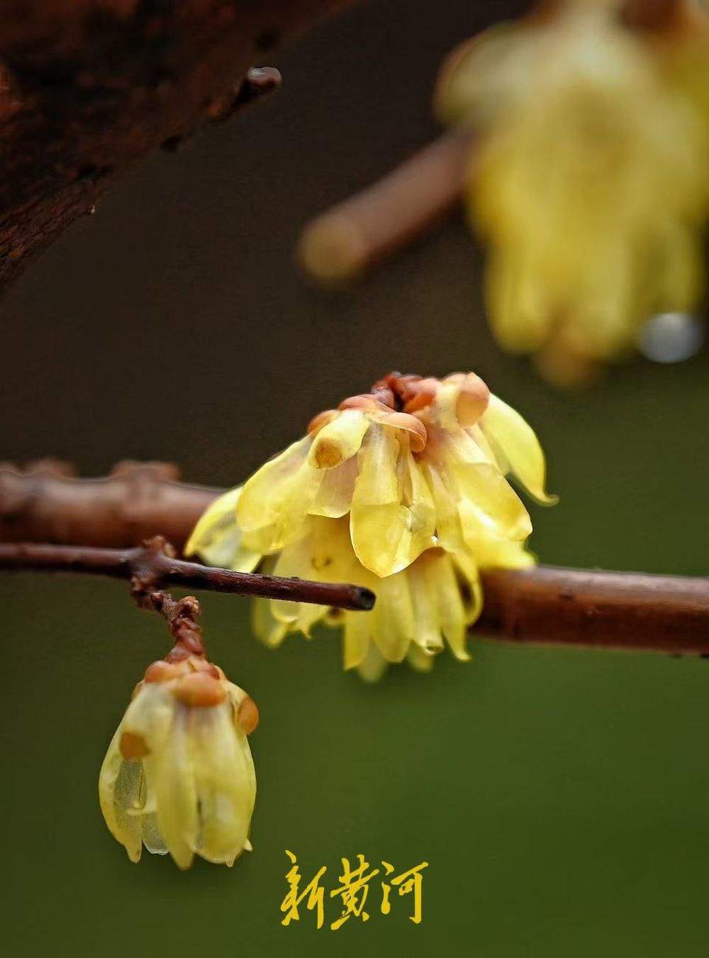 济南春雪过后 趵突泉畔蜡梅傲然绽放