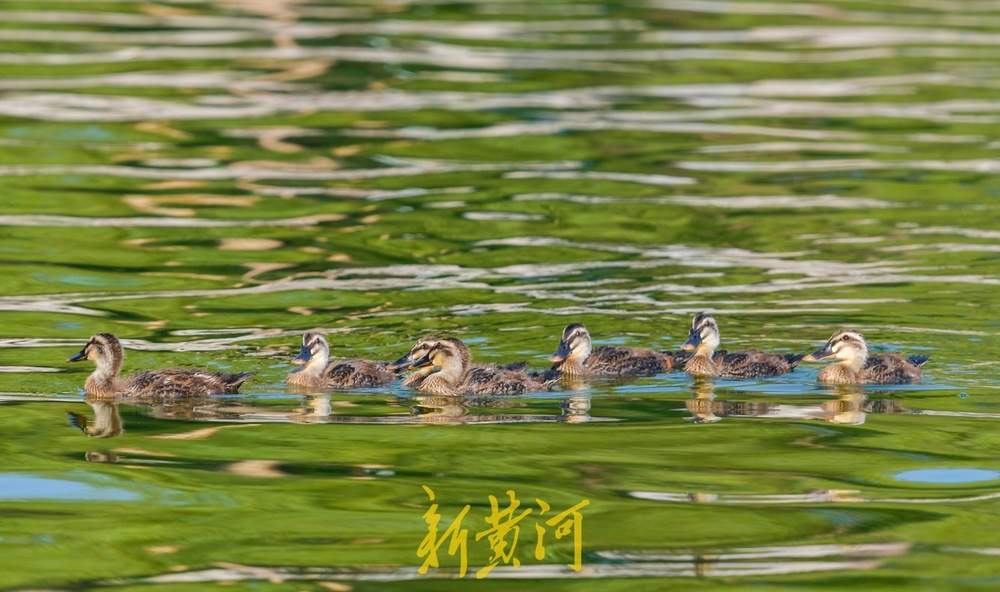 大明湖喷泉变身“避风港”，引众多野生鸟儿栖息