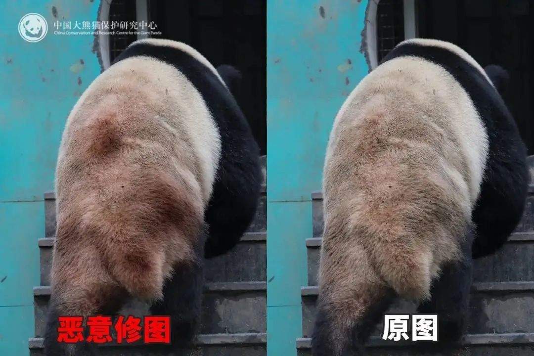 大熊猫背上有“血洞”？熊猫中心紧急发文