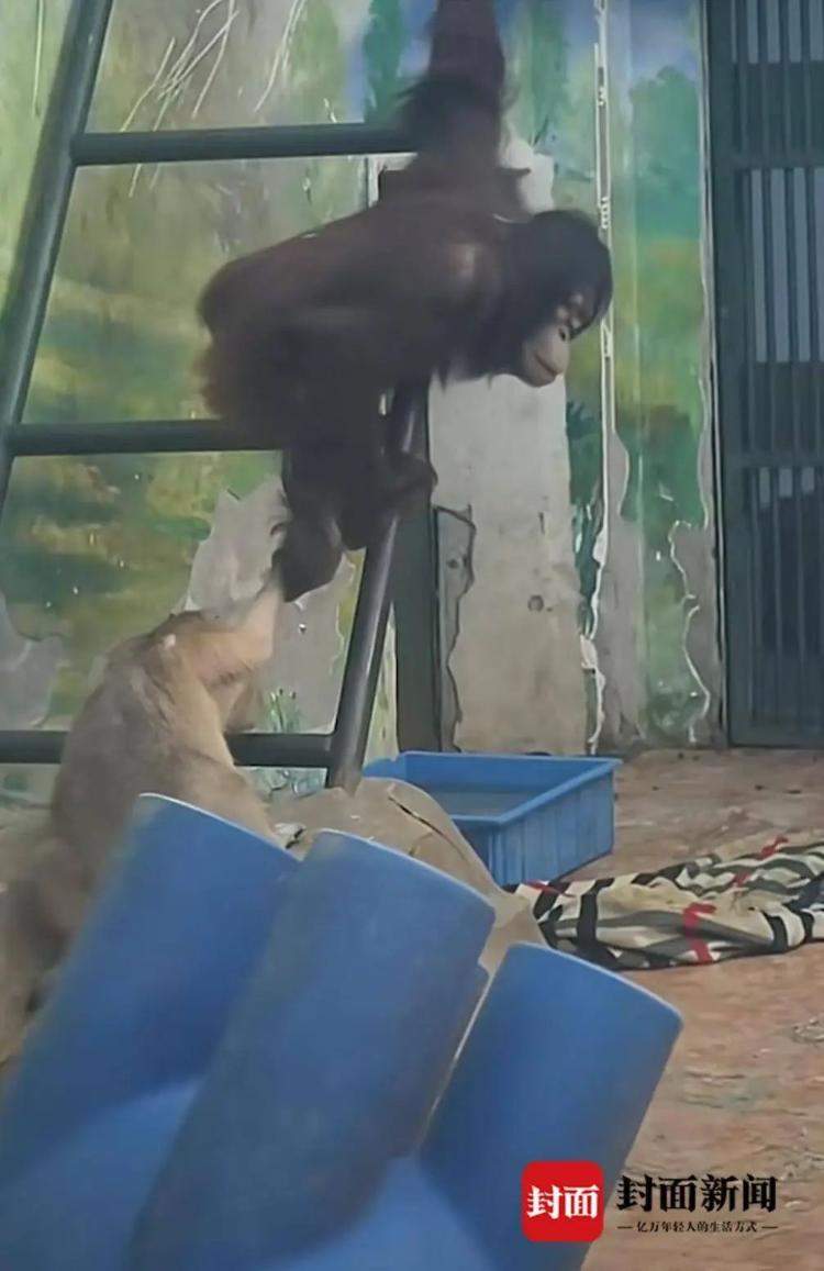 拎、拖、拽！水豚在动物园与猩猩混养遭欺凌？官方回应
