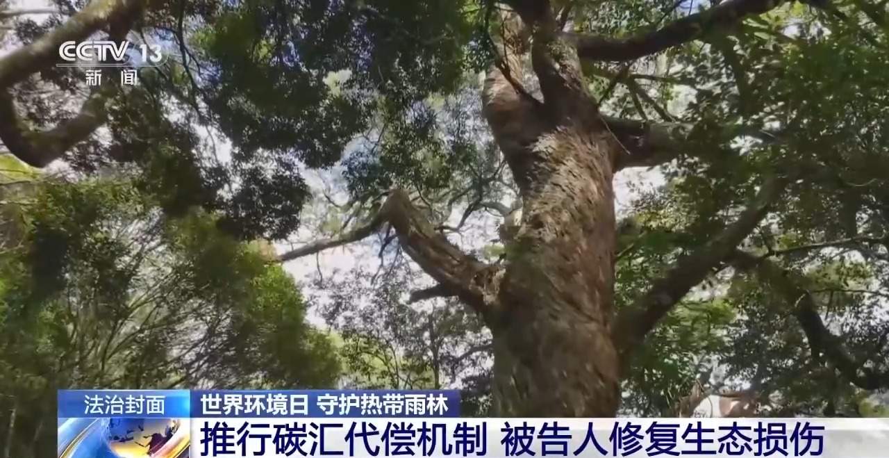 结伙徒步进山 多次在国家公园盗伐珍贵名木 26人被判刑