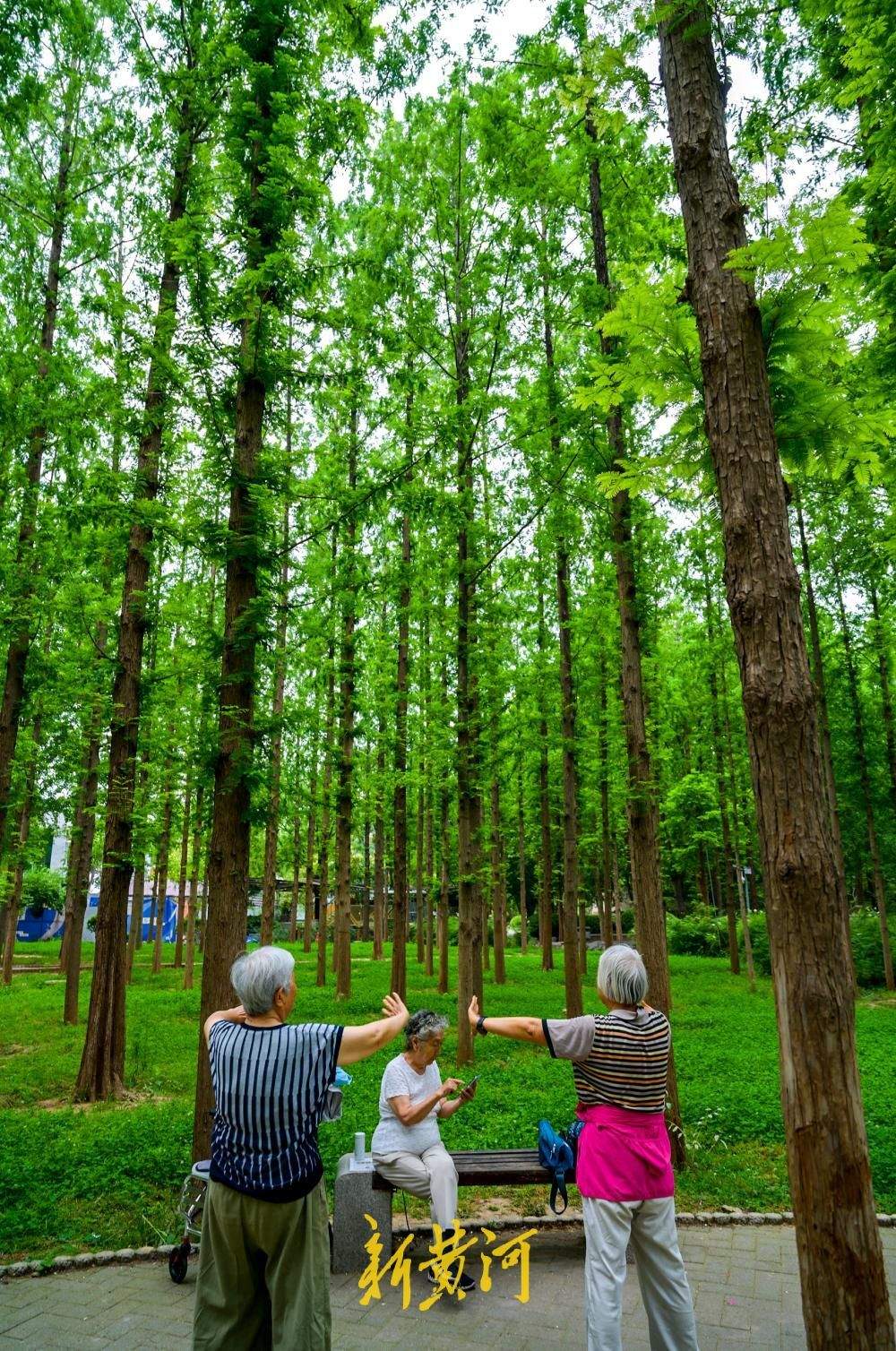 一年四季 泉在济南丨持续30℃以上高温催热“森林秘境” 泉城公园水杉林成纳凉热门地