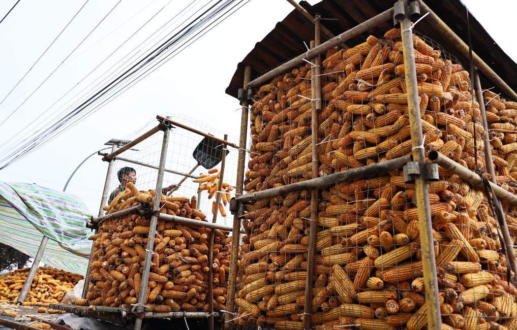 抢收，与连阴雨赛跑！——各地各部门全力以赴保秋收秋种