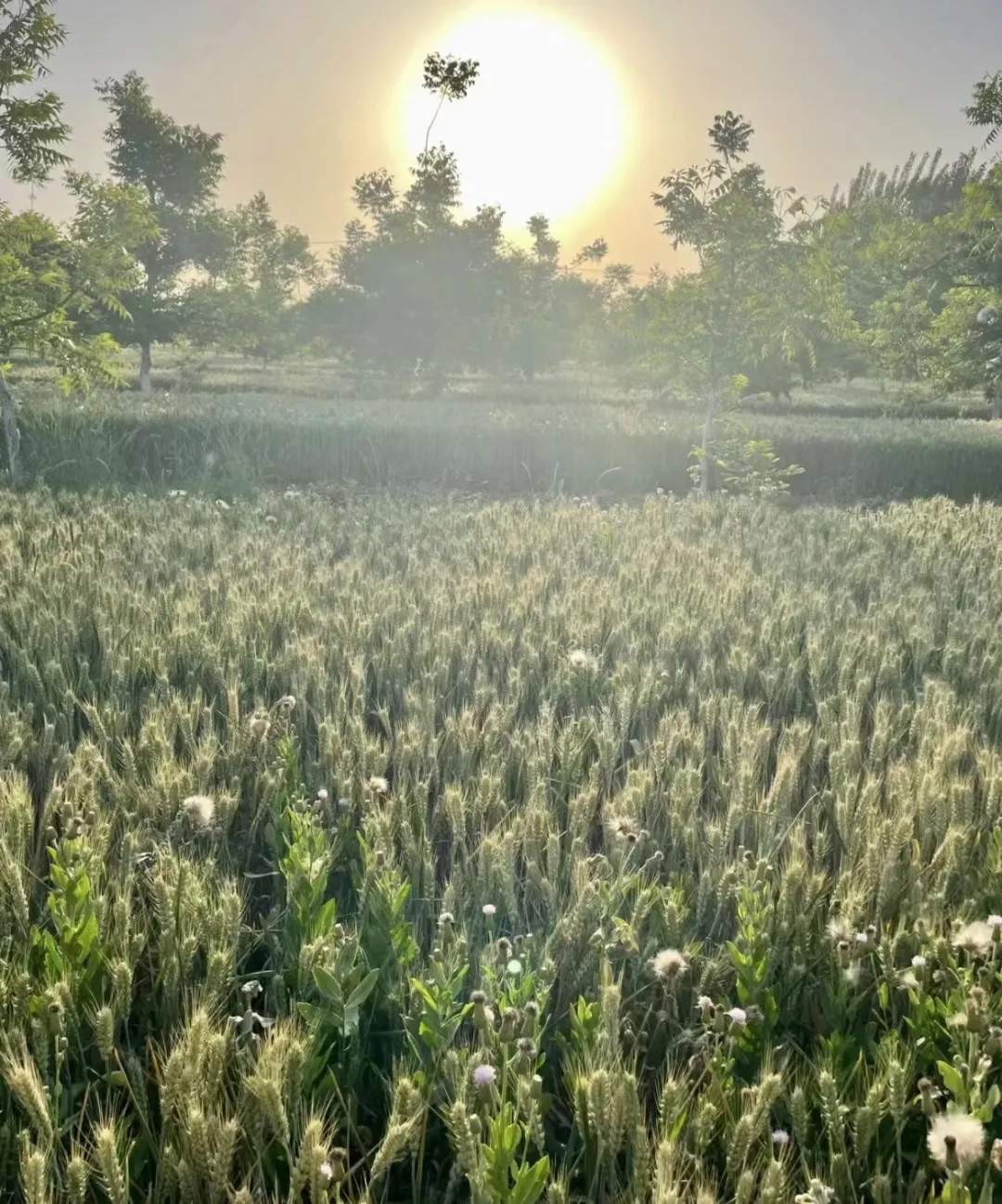 “我的论文被谁偷吃了” 农学生毕业论文惨遭“毒手”