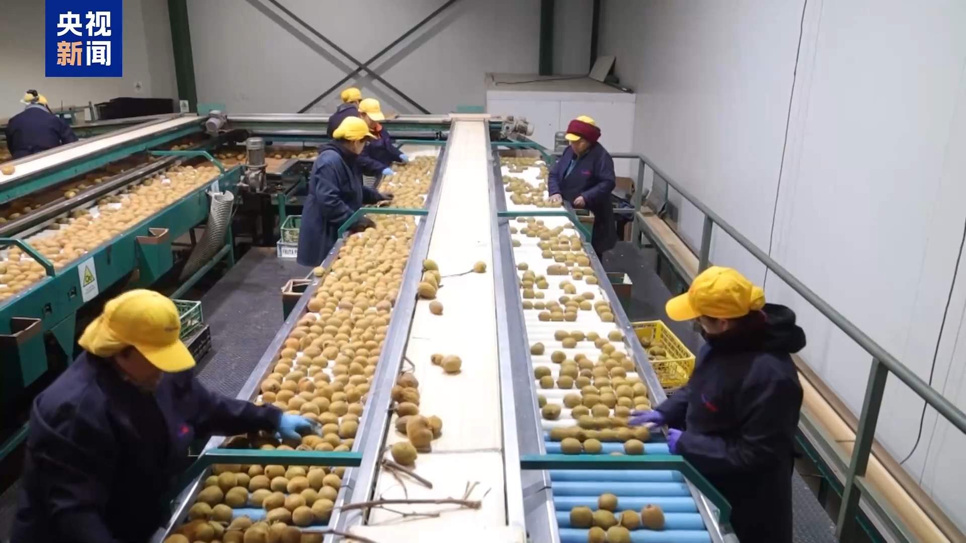 总台记者探访丨应季的水果棘手的关税 智利水果产业“愁”