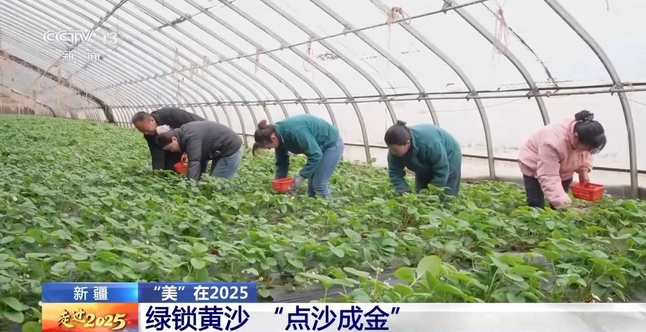 “两山”理念下 新疆沙生经济“点沙成金”