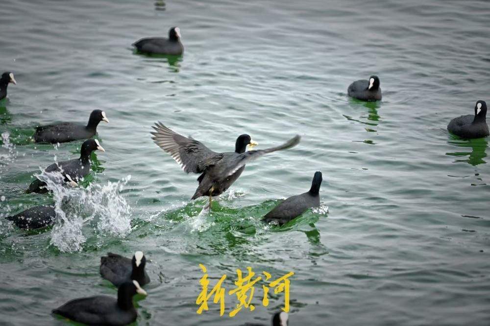 泉城升温，白骨顶鸡湖中嬉戏