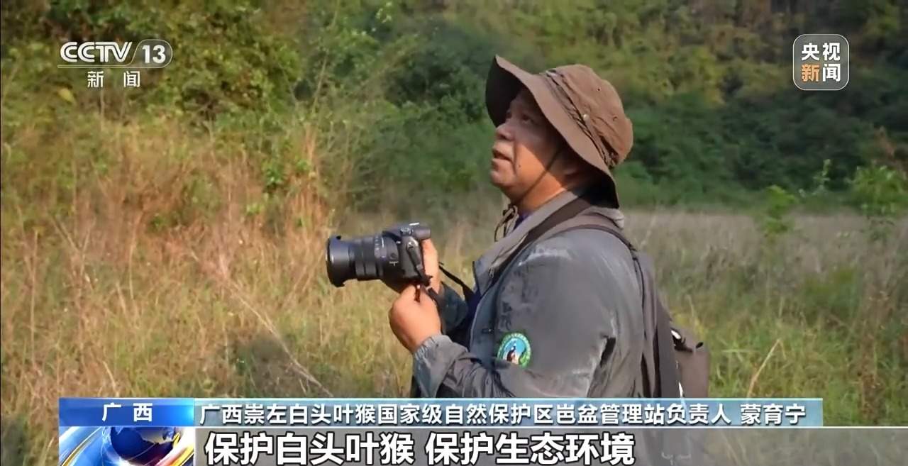 “猴丁兴旺”保护见成效 深入石山探访白头叶猴栖息地