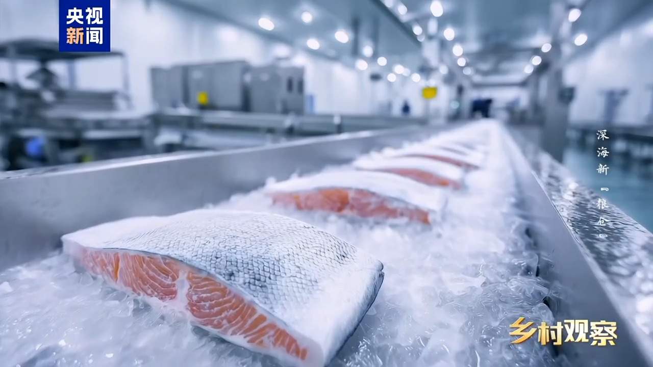 海上“全屋智能”！探访全球首艘三文鱼养殖工船