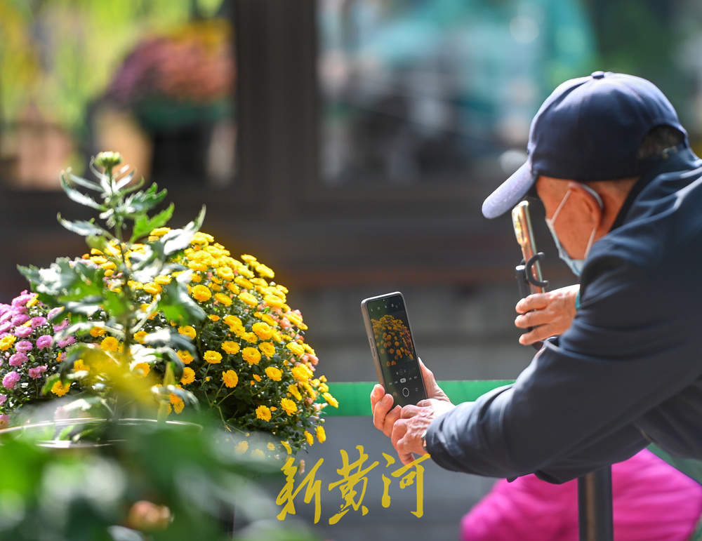 赏菊正当时 第46届趵突泉金秋菊展明日启幕