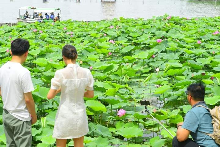 荷红叶绿满城香，明湖美景醉游人
