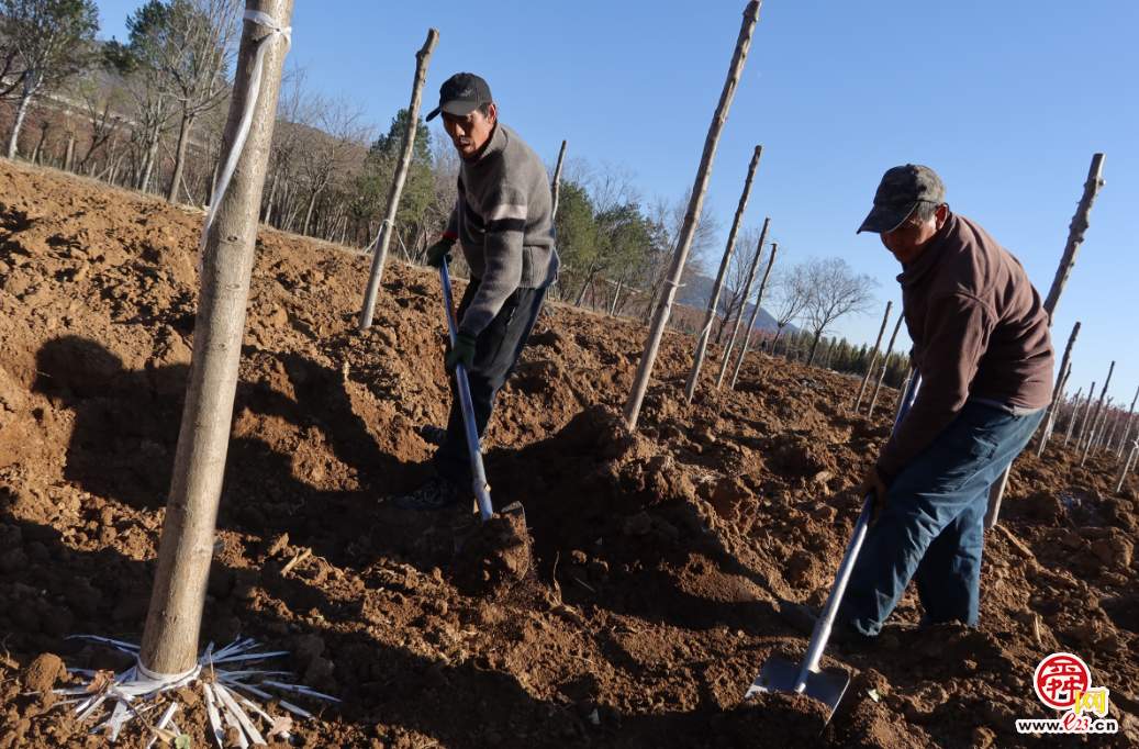 融媒·画像丨此生如橡树，风雨立青山——陈克伟的苗木人生