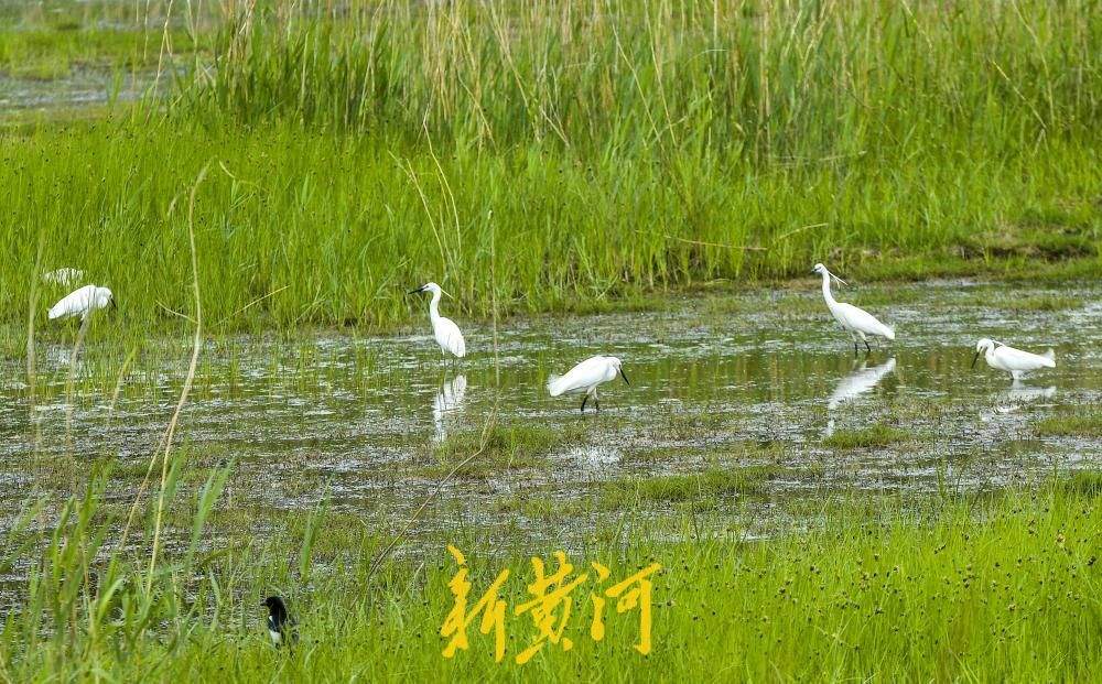 济南玉符河成“鹭鸟乐园”，约50只白鹭翩跹起舞