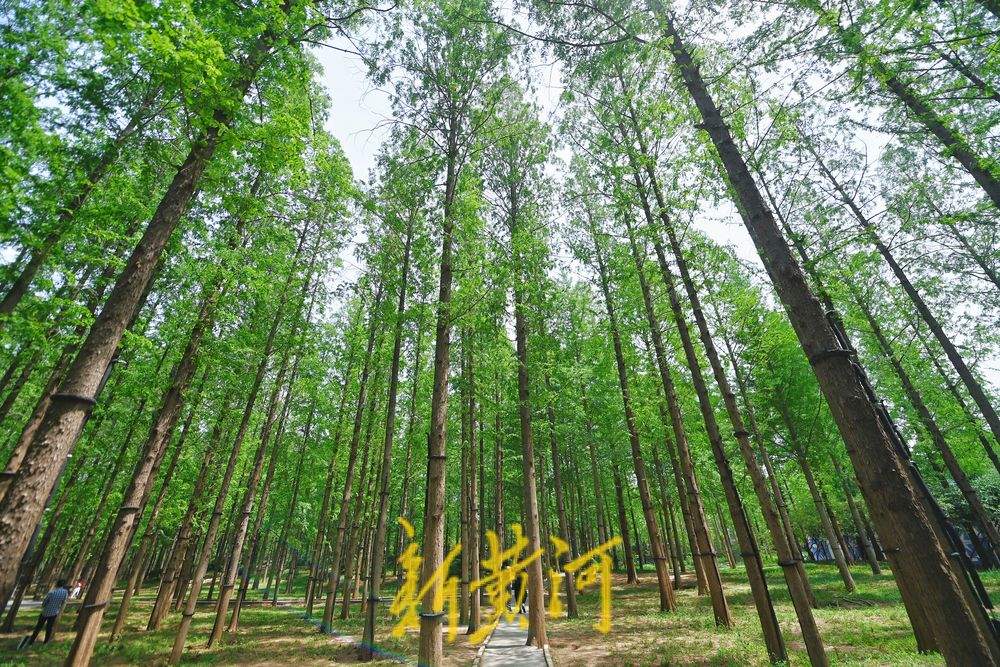 夏日水杉 绿意盎然