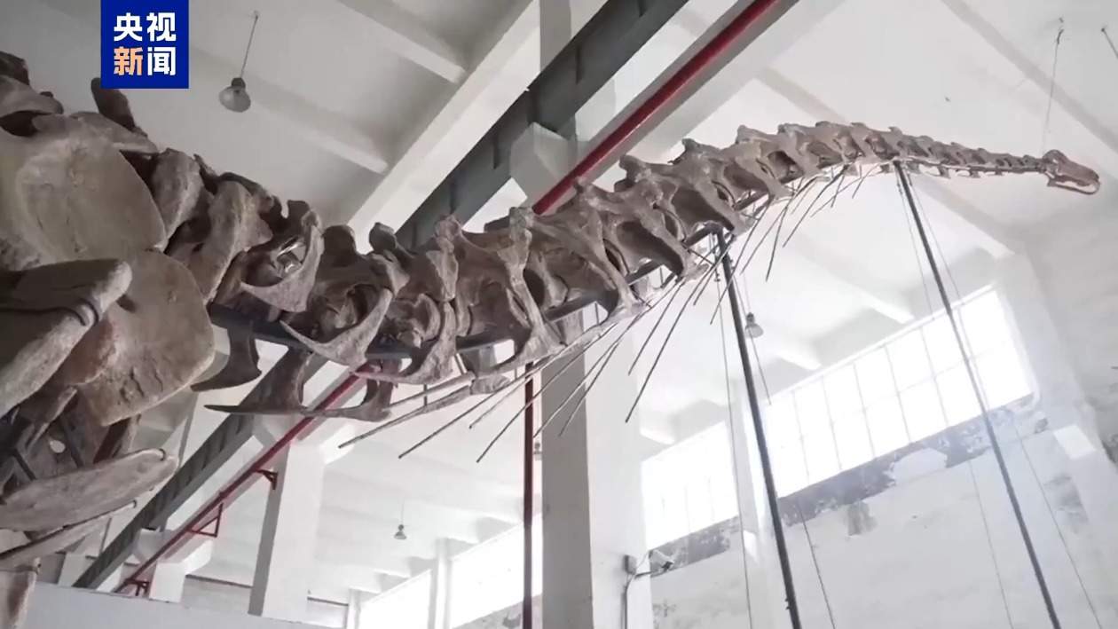 黔江抢救性发掘白垩纪恐龙化石 发现“长生黔江龙”新属种