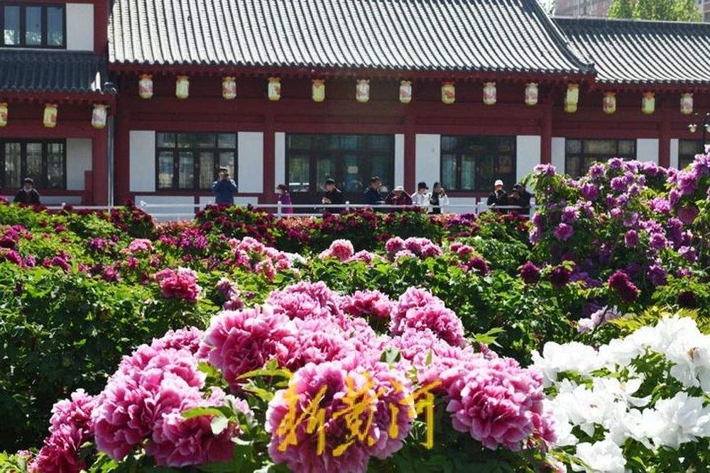 等“摘星人”回家！太空牡丹“神舟紫楼”“神舟红”栽种到宋令东老家