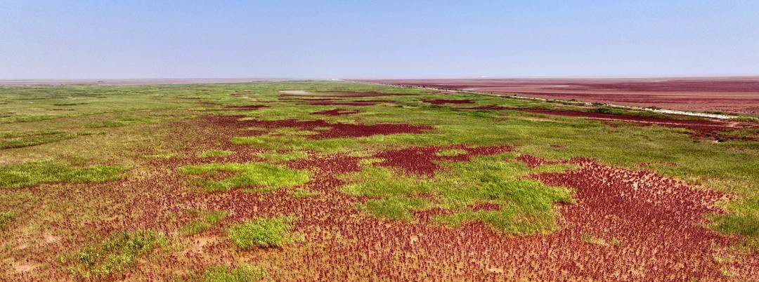 全国两会，山东代表团重点推介！东营“鸟浪”从刷屏热搜到生态金名片