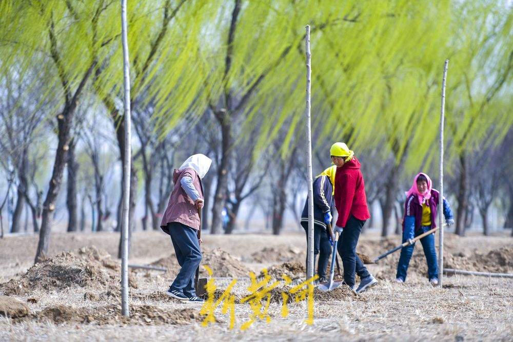 生态廊道春意浓！黄河沉砂池畔一半翠绿一半黄