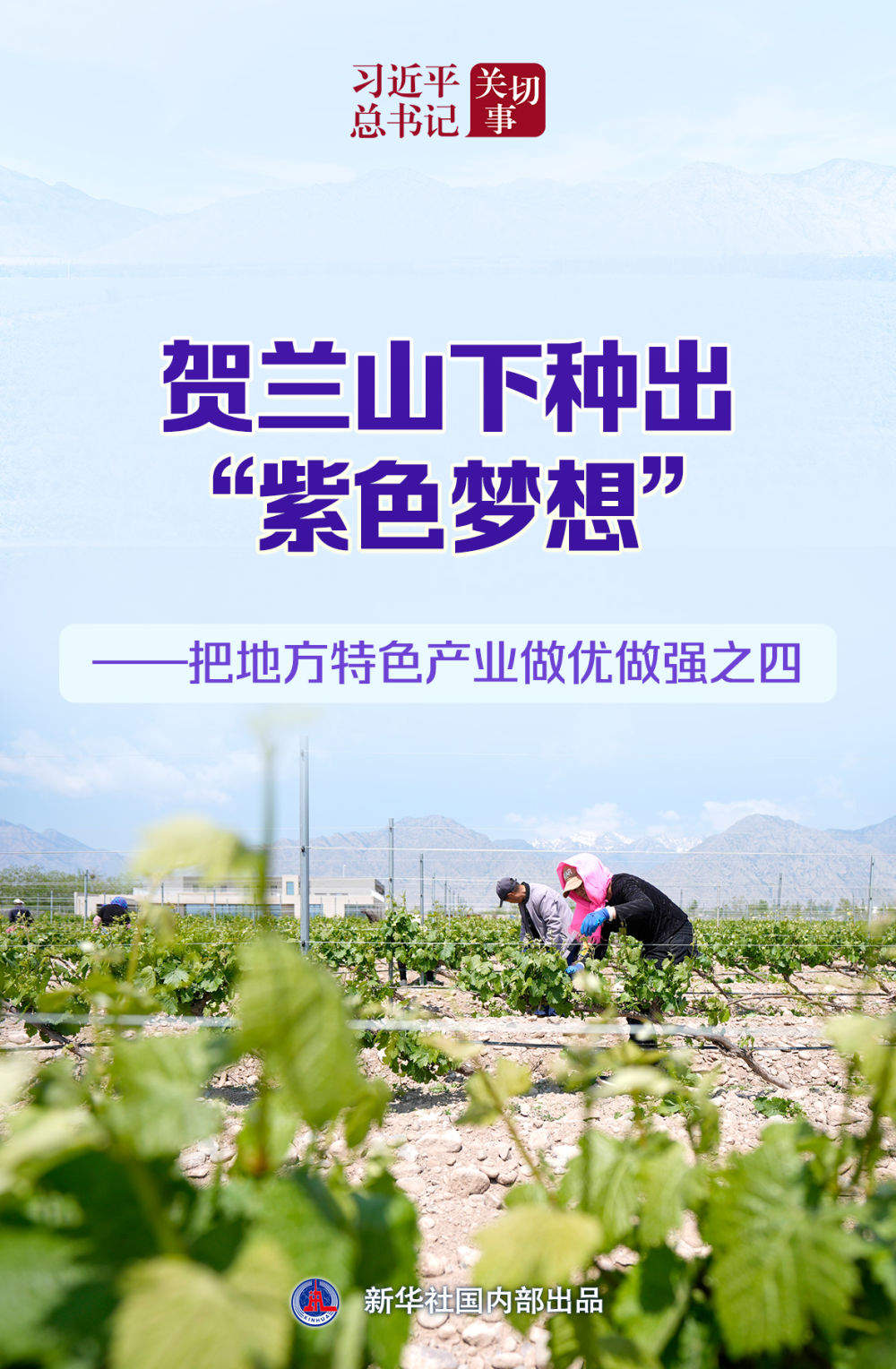 习近平总书记关切事｜贺兰山下种出“紫色梦想”——把地方特色产业做优做强之四