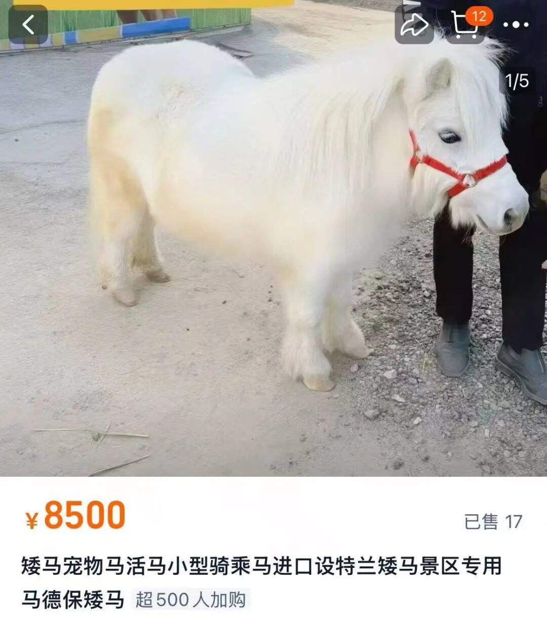 马年跟风养马？年耗数万元修蹄 律师：城市养须报批