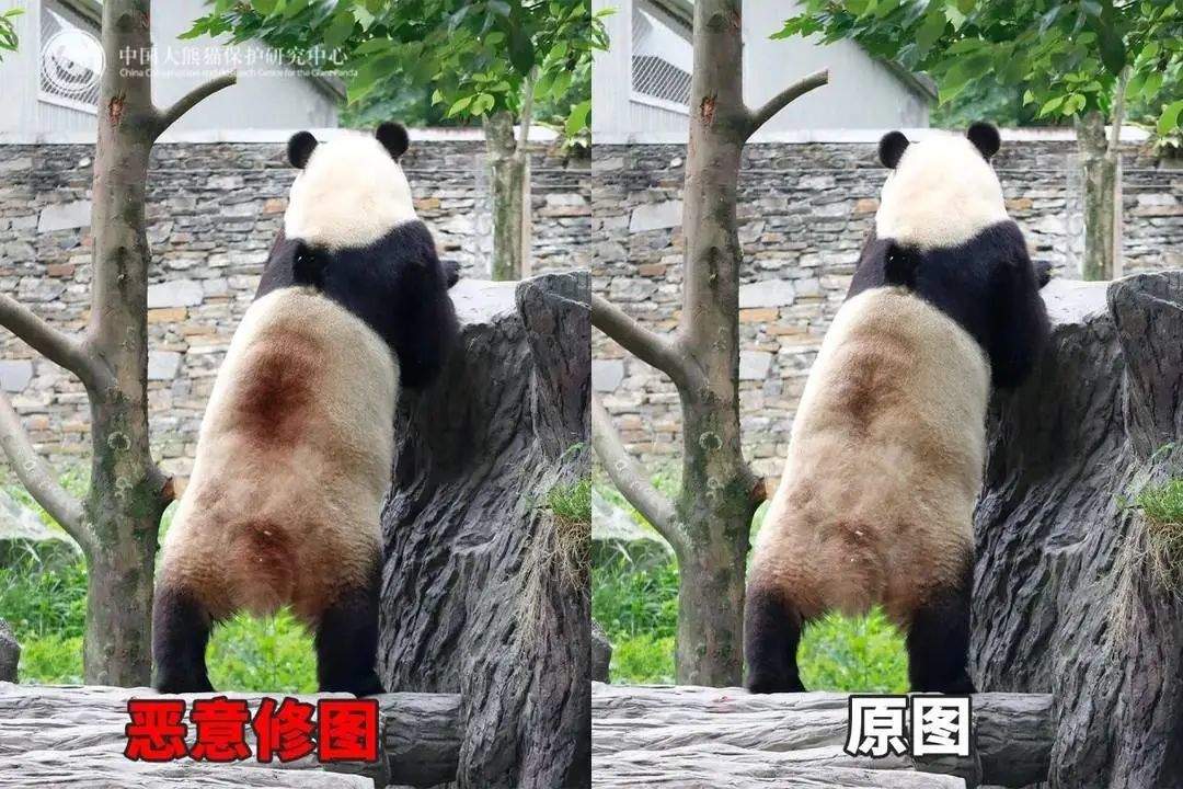 大熊猫背上有“血洞”？熊猫中心紧急发文