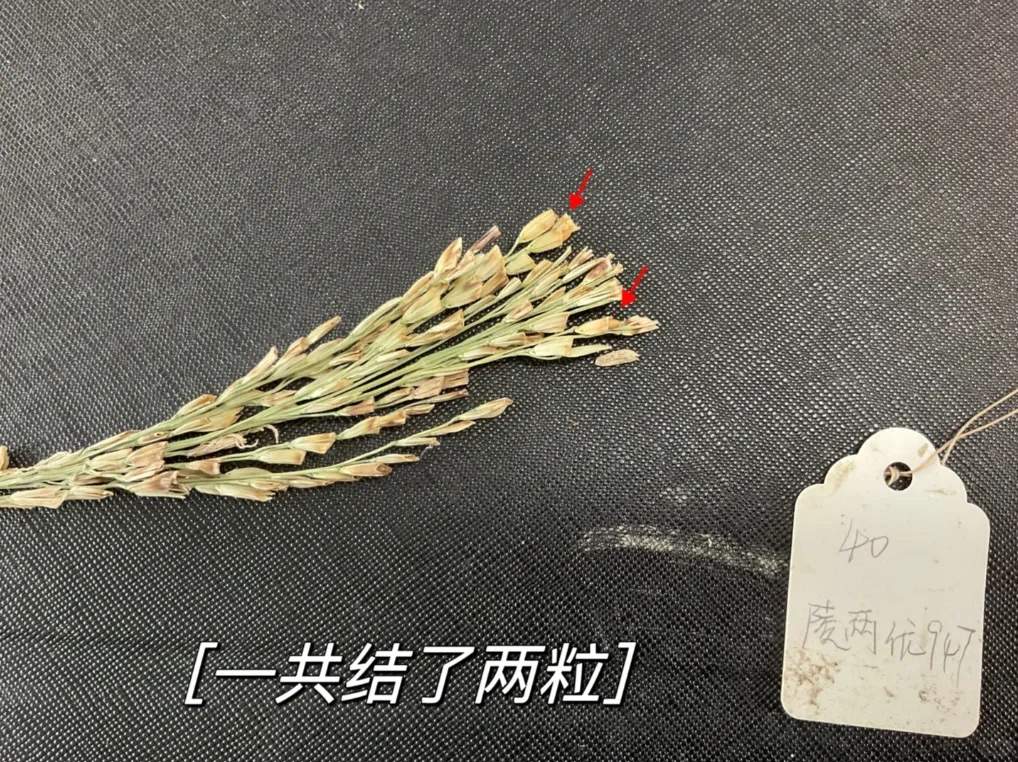 “我的论文被谁偷吃了” 农学生毕业论文惨遭“毒手”