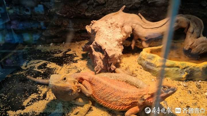 外形奇特、饲养简单，异宠带给年轻人不一样的饲养体验