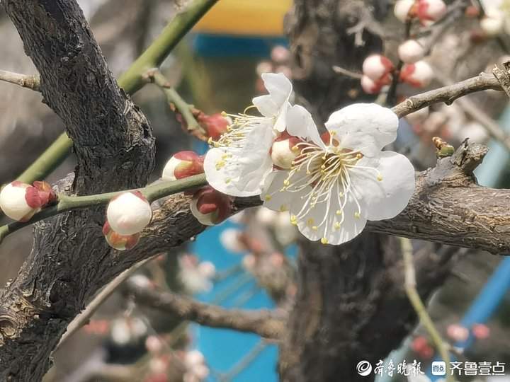 趵突泉积雪虽未消，但春意已盎然