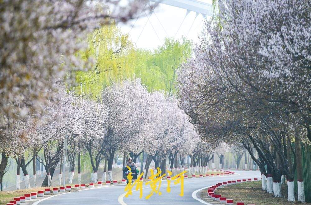一年四季 泉在济南｜济南数十里“花海大道”亮相黄河畔