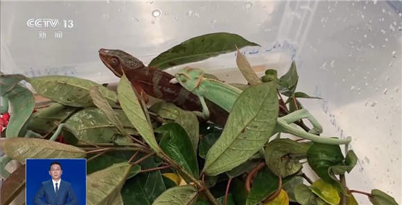 @铲屎官们 养“异宠”或危害国家安全 这些行为违法了