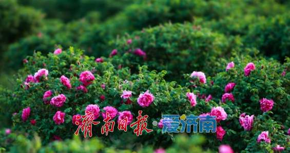 秋染大地看丰景 济南沃野绘新篇