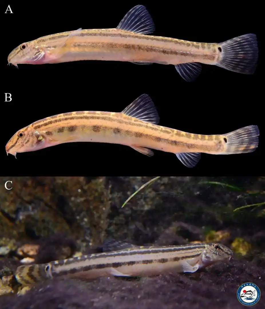 时隔40余年，北京再次发现鱼类新物种，长这样