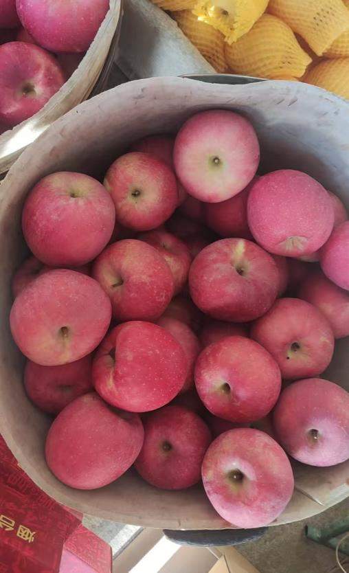 寻味之旅第四站｜烟台小田园：“生态为基” 育沃土，“匠心管理”提品质，解锁苹果“香脆甜”密码